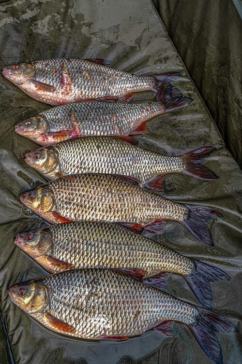 Korum Supa Lite Fast Mat - XL 2 Korum Supa Lite Fast Mat - XL - Image 2